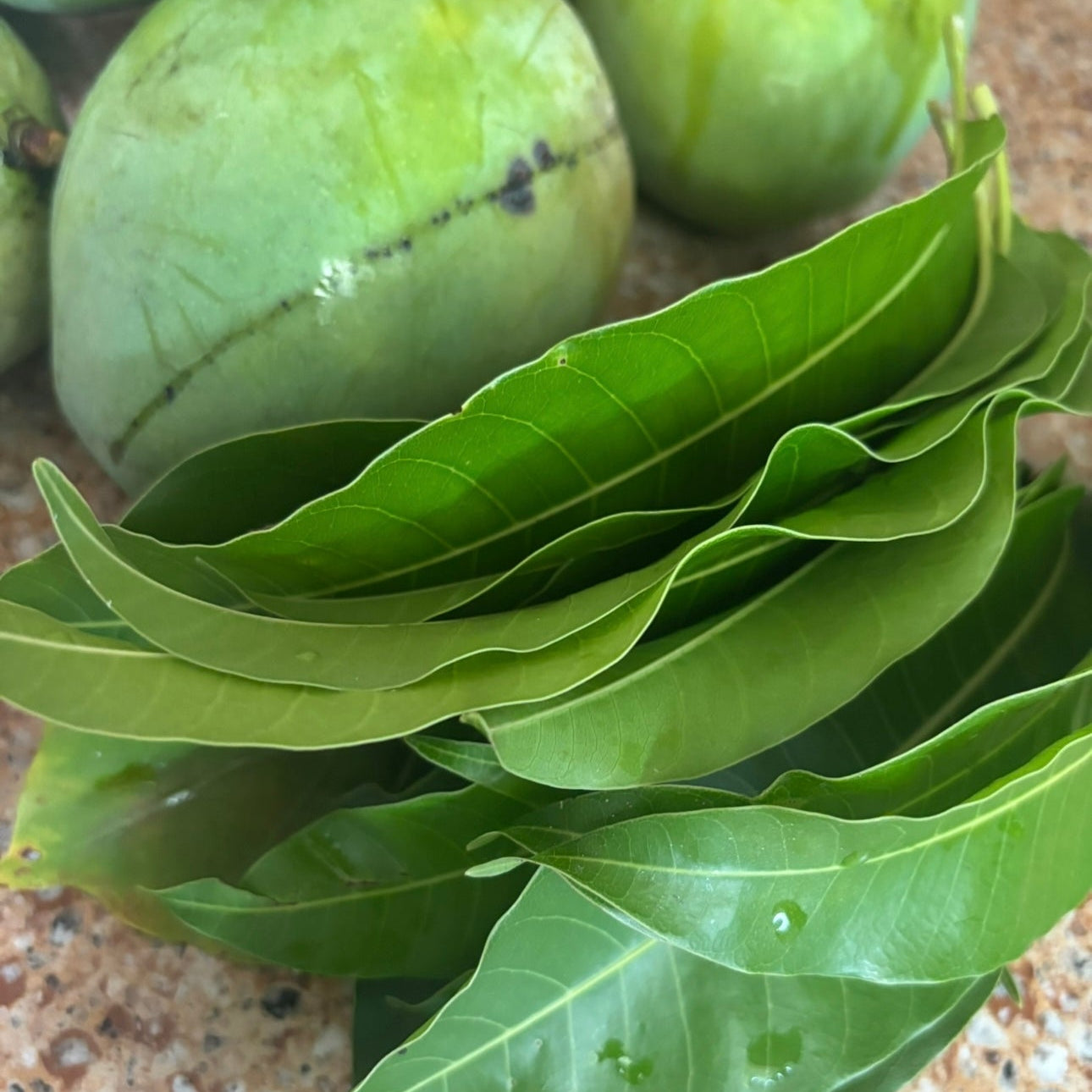 Mango Leaves