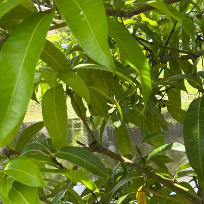 Pear Leaves